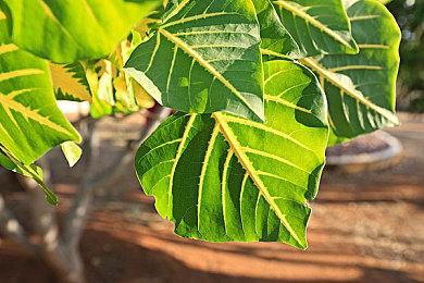 《冲就完事模拟器》公布《海绵宝宝》DLC